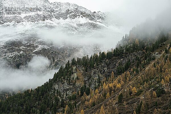 Herbstlicher Lärchenwald im Val Morteratsch  Morteratschgletscher  Engadin  Graubünden  Schweiz  Europa