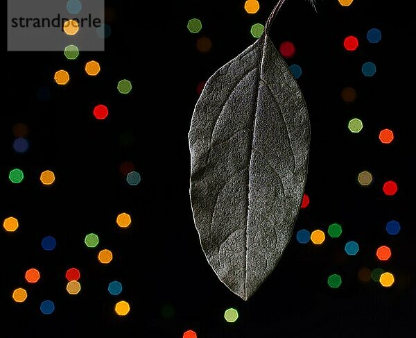 Trockenes Blatt auf einem Bokeh-Licht vor einem dunklen Hintergrund