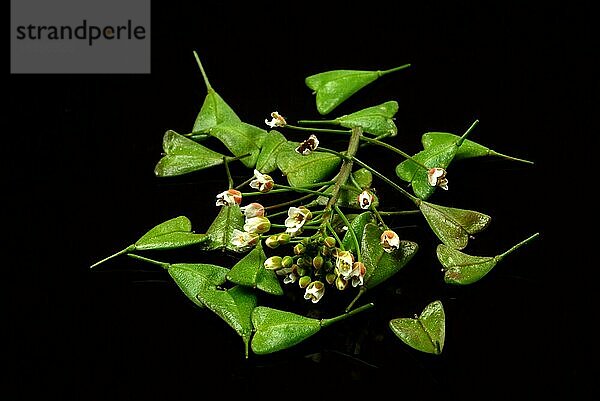 Heilpflanze Hirtentäschel  Hirtentäschelkraut (Capsella bursa-pastoris)  Hirtentaeschel  dem Hirtentäschelkraut werden traditionell Wirkungen gegen unterschiedlichste Beschwerden zugesprochen. So soll es unter anderem den Blutdruck regulieren  die Verdauung fördern  gegen Rheuma und Gicht sowie gegen Nasenbluten helfen  Heilpflanzliche Anwendung ohne Gewähr