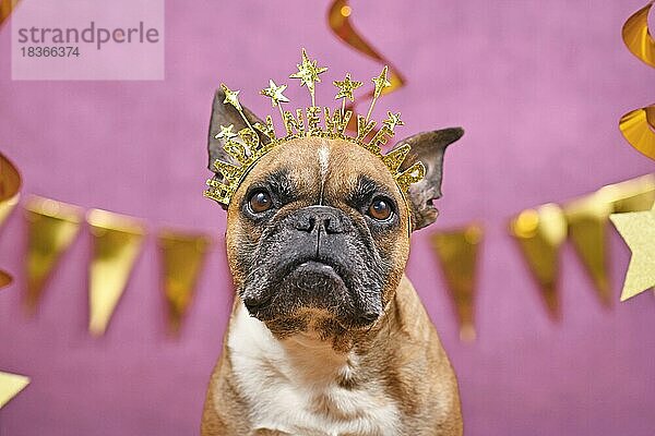 Französische Bulldogge  die zu Silvester ein Stirnband mit dem Text Frohes neues Jahr vor einem rosa Hintergrund trägt