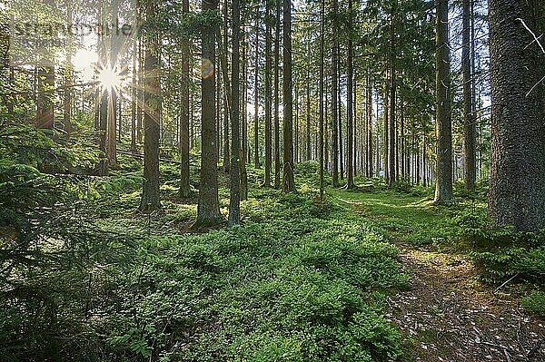 Nadelwald  Heidelbeerstrauch  Sonne  Frühling  Fichtelgebirge  Bayern  Deutschland  Europa