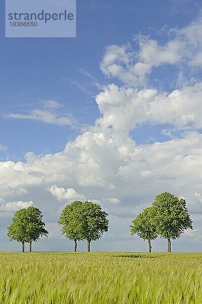 Linden (Tilia)  Baumreihe am grünen Getreidefeld  blauer Wolkenhimmel  Nordrhein-Westfalen  Deutschland  Europa