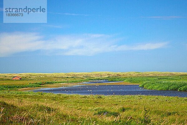 Dünensee De Muy im Nationalpark auf der Insel Texel in den Niederlanden  der als Wasserstelle für Seevögel und Hochlandrinder genutzt wird