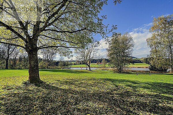 Liegewiese am Herrenwieser Weiher bei Kempten  Allgäu  Oberallgäu  Bayern  Deutschland  Europa