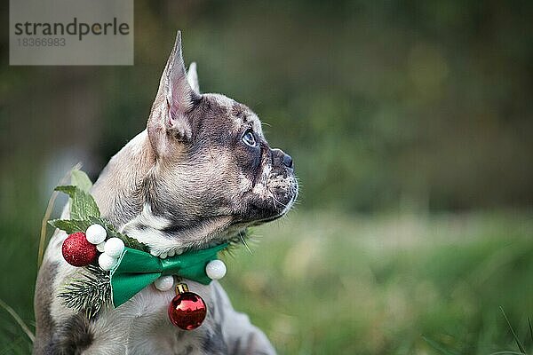 Seitenansicht von merle farbigen Französisch Bulldogge Hundewelpe trägt saisonale Weihnachten Kragen mit grüner Fliege auf unscharfen Hintergrund mit Kopie Raum