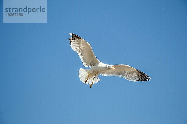 Einzelne Möwe fliegt in einem blauen Himmel als Hintergrund