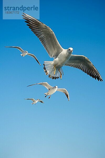 Möwen fliegen am Himmel als Hintergrund