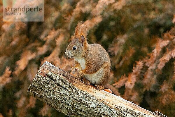 Eichhörnchen auf Baumstamm sitzend links sehend