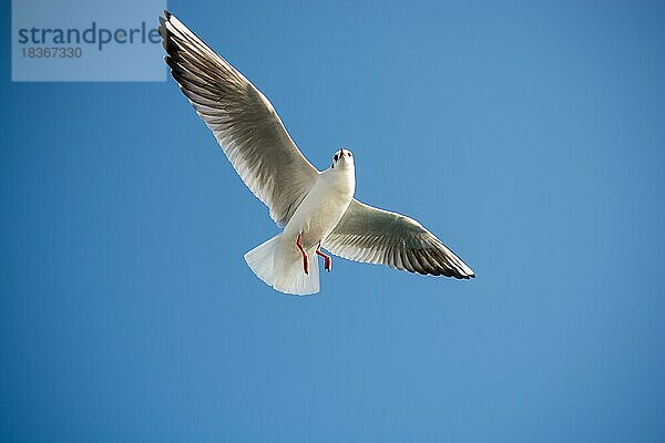 Einzelne Möwe fliegt in einem blauen Himmel als Hintergrund