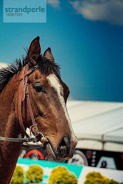 Porträt eines dunklen Palomino-Pferdes. Pferdekopf mit langer Mähne im Profil