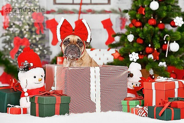 Niedliche Französische Bulldogge in Weihnachtsgeschenkbox zwischen saisonaler roter und grüner Dekoration