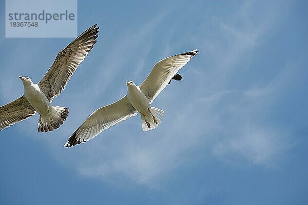 Zwei Möwen fliegen in einem Himmel als Hintergrund