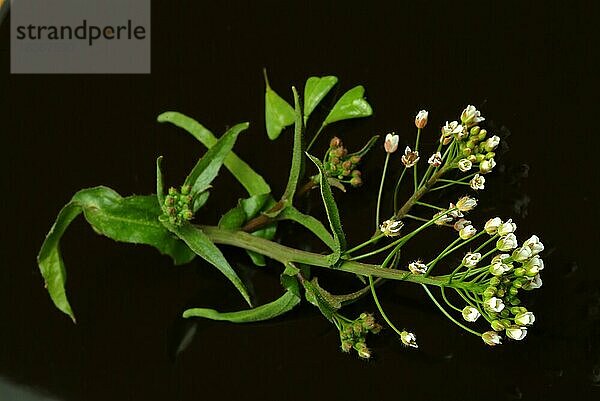 Heilpflanze Hirtentäschel  Hirtentäschelkraut (Capsella bursa-pastoris)  Hirtentaeschel  dem Hirtentäschelkraut werden traditionell Wirkungen gegen unterschiedlichste Beschwerden zugesprochen. So soll es unter anderem den Blutdruck regulieren  die Verdauung fördern  gegen Rheuma und Gicht sowie gegen Nasenbluten helfen  Heilpflanzliche Anwendung ohne Gewähr