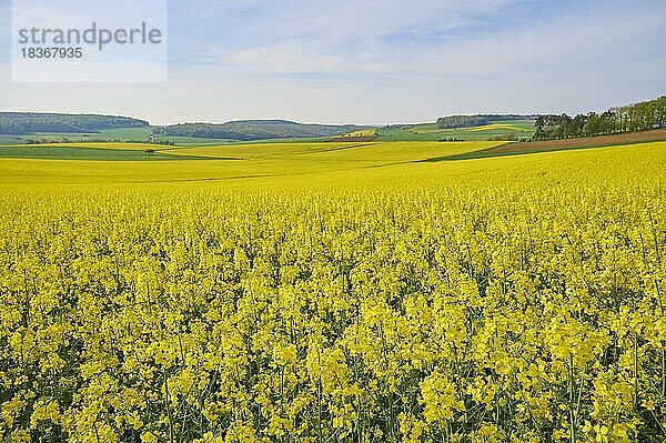 Landschaft  Rapsfeld  Blüte  Frühling  Höhefeld  Wertheim  Baden-Württemberg  Deutschland  Europa