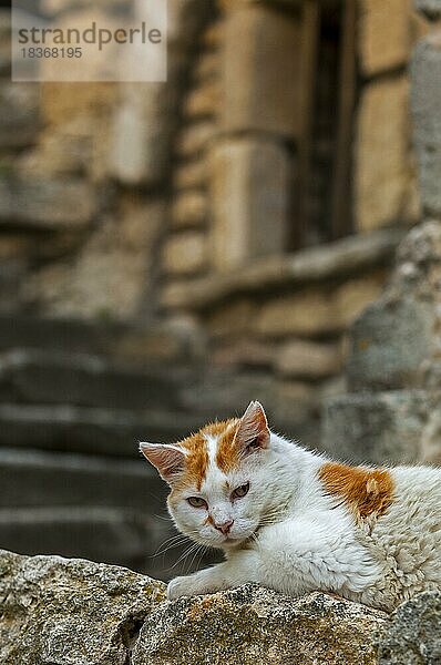 Hauskatze (Felis catus) beim Ausruhen im Freien in einer Gasse eines alten Dorfes in der Provence  Frankreich  Europa