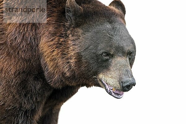 Europäischer Braunbär (Ursus arctos arctos) Porträt in Nahaufnahme vor weißem Hintergrund