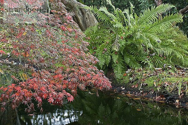 Japanischer Fächerahorn (Acer palmatum Trompenburg) und Riesenwurmfarn (Dryopteris goldiana) Emsland  Niedersachsen  Deutschland  Europa