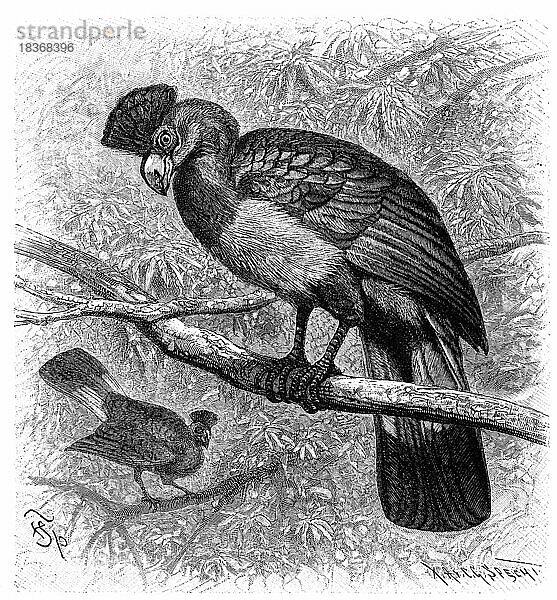 Vogel  Riesenturako (Corythaeola cristata)  die größte Turakoart  Historisch  digital restaurierte Reproduktion von einer Vorlage aus dem 18. Jahrhundert