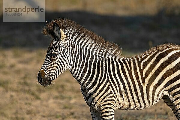 Steppenzebra der Unterart Crawshay-Zebra (Equus quagga crawshayi)  Fohlen  Jungtier  juvenil  Nahaufnahme  Detailansicht  South Luangwa  Sambia  Afrika