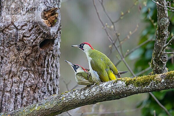 Grünspecht (Picus viridis) Paarung  Deutschland  Europa