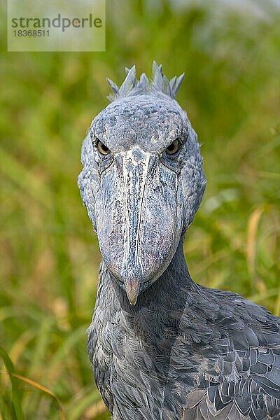 Schuhschnabel (Balaeniceps rex)  auch Abu Markub  Tierportrait  frontal  schau mir in die Augen Kleines  Bangweulu Sümpfe  Sambia  Afrika