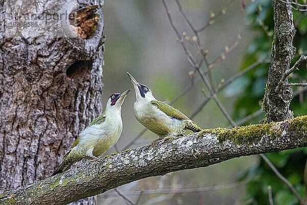 Grünspecht (Picus viridis) Paarung  Deutschland  Europa