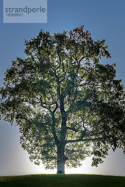 Einzelne Stieleiche (Quercus robur)  bei Füssen  Ostallgäu  Bayern  Deutschland  Europa