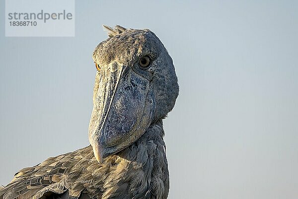 Schuhschnabel (Balaeniceps rex)  auch Abu Markub  Tierportrait  schräg  frontal  Abendlicht  Bangweulu Sümpfe  Sambia  Afrika