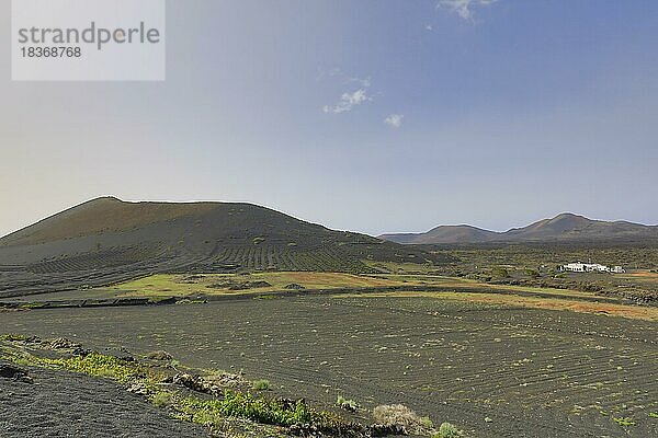 Weinfelder rund um La Geria mit dem Berg Montaña Chupaderos  Lanzarote  Kanaren  Spanien  Europa