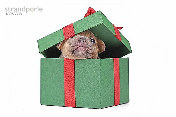 Rench Bulldogge Welpe späht aus grünen Weihnachtsgeschenk-Box auf weißem Hintergrund