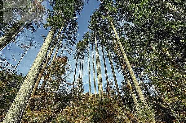 Nutzwald  Stangenwald  Fichten (Picea)  bei Kempten  Allgäu  Bayern  Deutschland  Europa