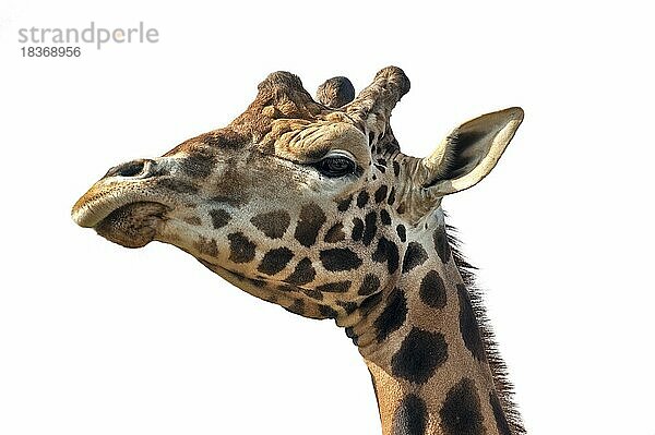 Giraffe (Giraffa camelopardalis)  Nahaufnahme des Kopfes vor weißem Hintergrund