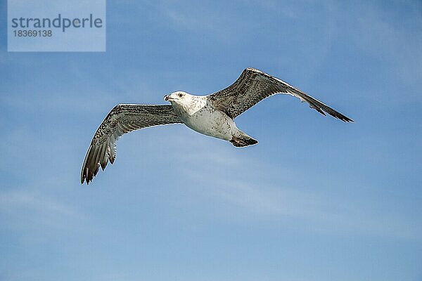 Einzelne Möwe fliegt in einem bewölkten Himmel als Hintergrund