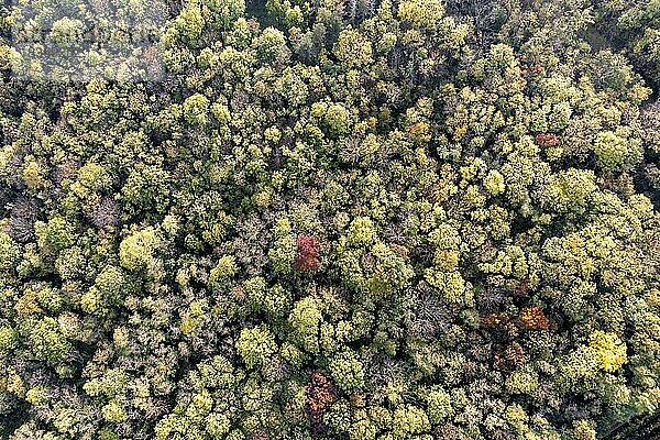 Herbstliche Landschaft  Wald  Luftaufnahme  Weinviertel  Hadres  Niederösterreich  Österreich  Europa