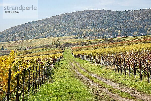 Herbstlandschaft mit Weinfeldern und W  Südpfalz  Pfalz  Rheinland-Pfalz  Deutschland  Europa
