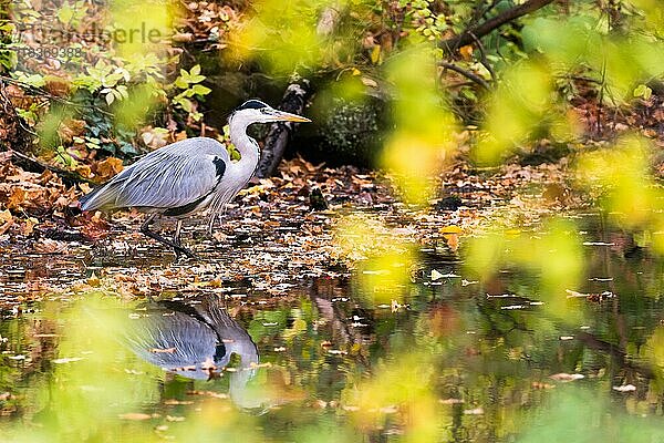 Auf Beute lauernder Graureiher (Ardea cinerea)  Wasserspiegelung  Hessen  Deutschland  Europa