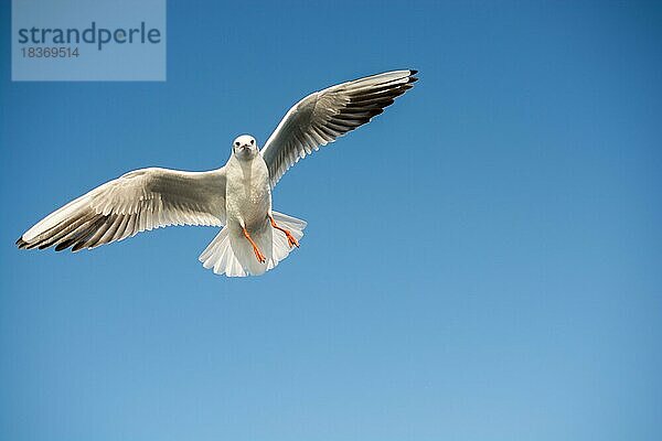 Einzelne Möwe fliegt in einem blauen Himmel als Hintergrund