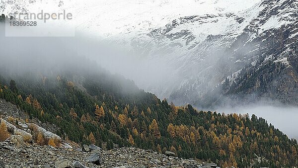 Herbstlicher Lärchenwald im Val Morteratsch  Morteratschgletscher  Engadin  Graubünden  Schweiz  Europa