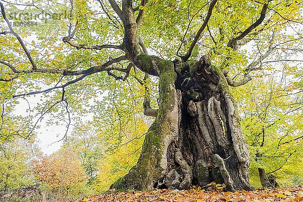 Alte Hutebuche im Herbst  Kellerwald  Hutewald Halloh bei Albertshausen  Hessen  Deutschland  Europa