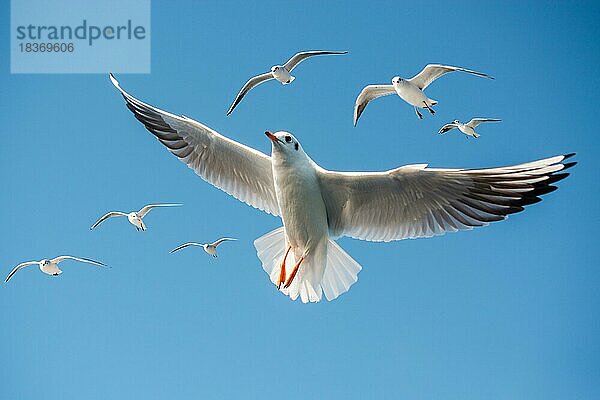 Einzelne Möwe fliegt in einem blauen Himmel Hintergrund