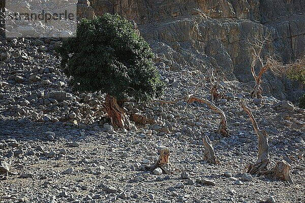 Landschaft im Jebel Harim Gebiet  in der omanischen Enklave Musandam  Oman  Asien