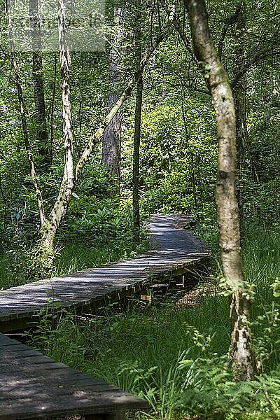Naturschutzgebiet Witte Venn  beidseits der niederländischen Grenze  hier auf deutscher Seite  Bohlenweg  Beßlinghook  Alstätte  Münsterland  Nordrhein-Westfalen