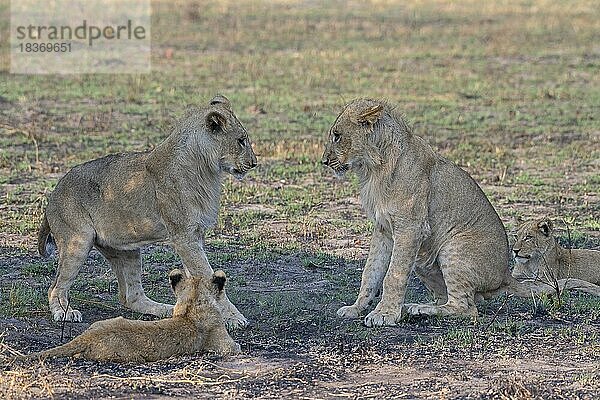 Löwe (Panthera leo)  adult  Welpe  Jungtier  juvenil  verspielt  beobachten  kämpfen  Schulung in Kampftechnik  Savuti  Chobe National Park  Botswana  Afrika