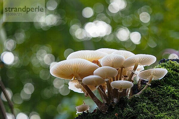 Buchenschleimrüblinge (Oudemansiella mucida)  Hessen  Deutschland  Europa