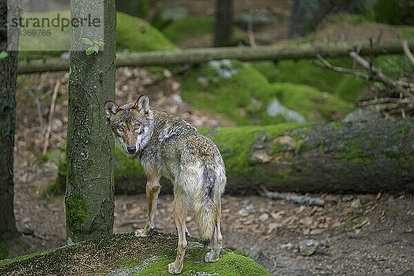 Wolf (Canis lupus)  Wolfsgehege von Srní  Plze?ský kraj  Tschechien  Europa