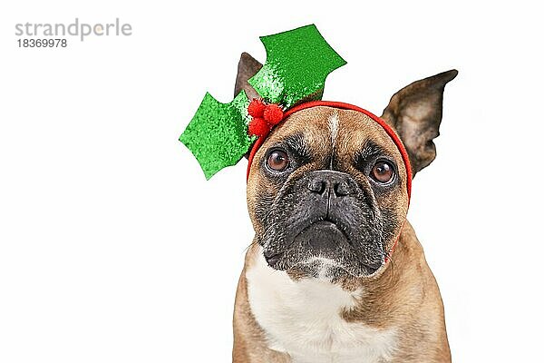 Französische Bulldogge mit weihnachtlichem Stechpalmen-Stirnband auf weißem Hintergrund