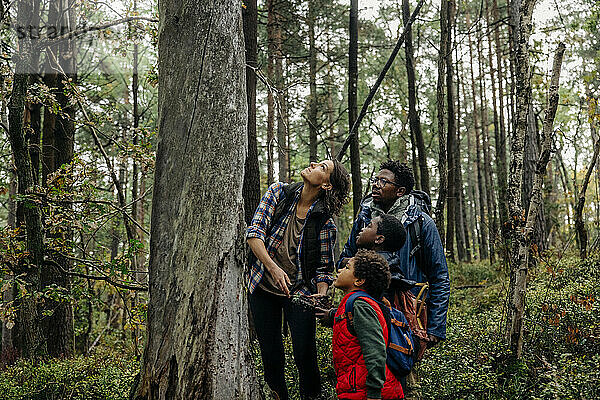 Mutter schaut nach oben  während sie mit ihrer Familie im Urlaub im Wald in der Nähe eines Baumes steht