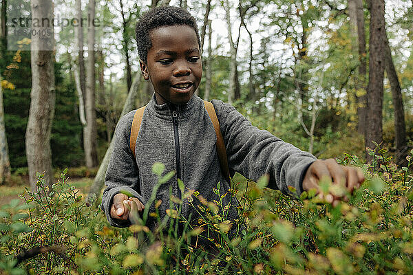 Neugieriger Junge pflückt in den Ferien Beeren von Pflanzen im Wald