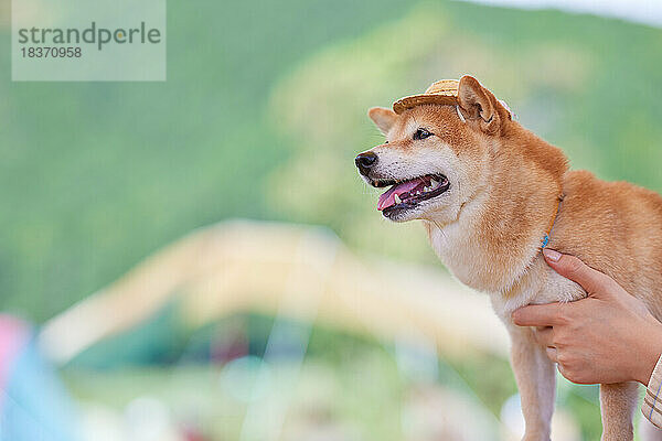 Shiba Inu Hund auf dem Campingplatz