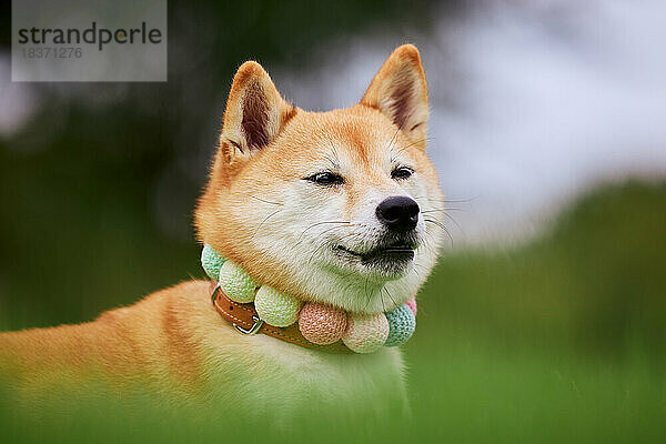 Shiba Inu Hund auf grünem Gras